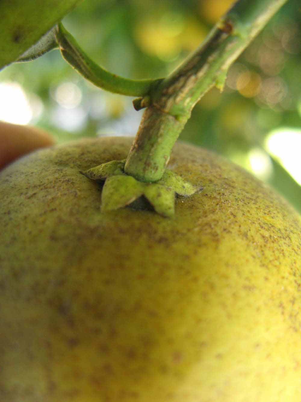            Fruit (Winter Haven, FL)   